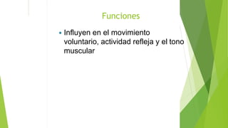  Influyen en el movimiento
voluntario, actividad refleja y el tono
muscular
Funciones
 