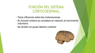FUNCIÓN DEL SISTEMA
CÓRTICOESPINAL.
• Tiene influencia sobre las motoneuronas .
• Su función motora se considera en relación al movimiento
voluntario.
• Se dividen en grupo lateral y anterior
 