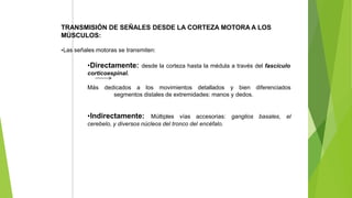 TRANSMISIÓN DE SEÑALES DESDE LA CORTEZA MOTORA A LOS
MÚSCULOS:
•Las señales motoras se transmiten:
•Directamente: desde la corteza hasta la médula a través del fascículo
corticoespinal.
Más dedicados a los movimientos detallados y bien diferenciados
segmentos distales de extremidades: manos y dedos.
•Indirectamente: Múltiples vías accesorias: ganglios basales, el
cerebelo, y diversos núcleos del tronco del encéfalo.
 