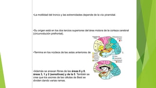 •La motilidad del tronco y las extremidades depende de la vía piramidal.
•Su origen está en los dos tercios superiores del área motora de la corteza cerebral
(circunvolución prefrontal).
•Termina en los núcleos de las astas anteriores de la médula (porción motora).
•Además se anexan fibras de las áreas 6 y 8,
áreas 3, 1 y 2 (sensitivas) y de la 5. También se
cree que los axones de las células de Best se
dividen dando varias ramas.
 