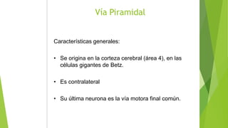 Características generales:
• Se origina en la corteza cerebral (área 4), en las
células gigantes de Betz.
• Es contralateral
• Su última neurona es la vía motora final común.
Vía Piramidal
 