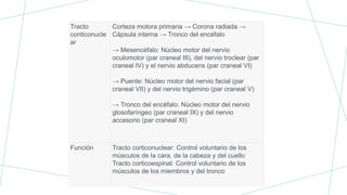 Tracto
conticonucle
ar
Corteza motora primaria → Corona radiada →
Cápsula interna → Tronco del encéfalo
→ Mesencéfalo: Núcleo motor del nervio
oculomotor (par craneal III), del nervio troclear (par
craneal IV) y el nervio abducens (par craneal VI)
→ Puente: Núcleo motor del nervio facial (par
craneal VII) y del nervio trigémino (par craneal V)
→ Tronco del encéfalo: Núcleo motor del nervio
glosofaríngeo (par craneal IX) y del nervio
accesorio (par craneal XI)
Función Tracto corticonuclear: Control voluntario de los
músculos de la cara, de la cabeza y del cuello
Tracto corticoespinal: Control voluntario de los
músculos de los miembros y del tronco
 