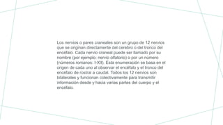 Los nervios o pares craneales son un grupo de 12 nervios
que se originan directamente del cerebro o del tronco del
encéfalo. Cada nervio craneal puede ser llamado por su
nombre (por ejemplo: nervio olfatorio) o por un número
(números romanos: I-XII). Esta enumeración se basa en el
origen de cada uno al observar el encéfalo y el tronco del
encéfalo de rostral a caudal. Todos los 12 nervios son
bilaterales y funcionan colectivamente para transmitir
información desde y hacia varias partes del cuerpo y el
encéfalo.
 