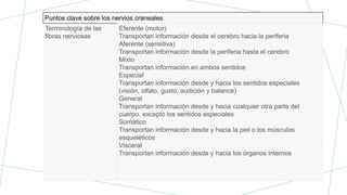 Puntos clave sobre los nervios craneales
Terminología de las
fibras nerviosas
Eferente (motor)
Transportan información desde el cerebro hacia la periferia
Aferente (sensitiva)
Transportan información desde la periferia hasta el cerebro
Mixto
Transportan información en ambos sentidos
Especial
Transportan información desde y hacia los sentidos especiales
(visión, olfato, gusto, audición y balance)
General
Transportan información desde y hacia cualquier otra parte del
cuerpo, excepto los sentidos especiales
Somático
Transportan información desde y hacia la piel o los músculos
esqueléticos
Visceral
Transportan información desde y hacia los órganos internos
 