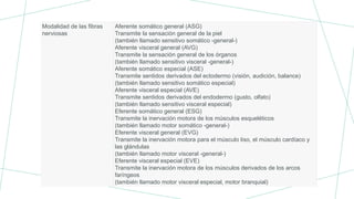 Modalidad de las fibras
nerviosas
Aferente somático general (ASG)
Transmite la sensación general de la piel
(también llamado sensitivo somático -general-)
Aferente visceral general (AVG)
Transmite la sensación general de los órganos
(también llamado sensitivo visceral -general-)
Aferente somático especial (ASE)
Transmite sentidos derivados del ectodermo (visión, audición, balance)
(también llamado sensitivo somático especial)
Aferente visceral especial (AVE)
Transmite sentidos derivados del endodermo (gusto, olfato)
(también llamado sensitivo visceral especial)
Eferente somático general (ESG)
Transmite la inervación motora de los músculos esqueléticos
(también llamado motor somático -general-)
Eferente visceral general (EVG)
Transmite la inervación motora para el músculo liso, el músculo cardíaco y
las glándulas
(también llamado motor visceral -general-)
Eferente visceral especial (EVE)
Transmite la inervación motora de los músculos derivados de los arcos
faríngeos
(también llamado motor visceral especial, motor branquial)
 