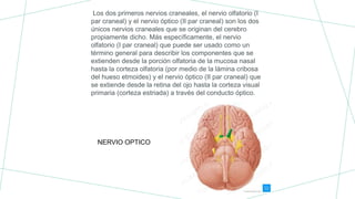 Los dos primeros nervios craneales, el nervio olfatorio (I
par craneal) y el nervio óptico (II par craneal) son los dos
únicos nervios craneales que se originan del cerebro
propiamente dicho. Más específicamente, el nervio
olfatorio (I par craneal) que puede ser usado como un
término general para describir los componentes que se
extienden desde la porción olfatoria de la mucosa nasal
hasta la corteza olfatoria (por medio de la lámina cribosa
del hueso etmoides) y el nervio óptico (II par craneal) que
se extiende desde la retina del ojo hasta la corteza visual
primaria (corteza estriada) a través del conducto óptico.
NERVIO OPTICO
 