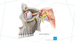 Nervio oftálmico
 