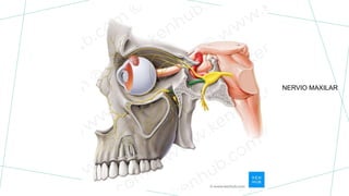 NERVIO MAXILAR
 