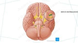 NER IO VESTIBULOCOCL
 