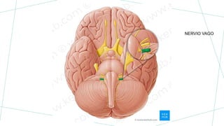 NERVIO VAGO
 