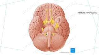NERVIO HIPOGLOSO
 