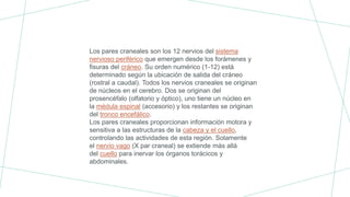 Los pares craneales son los 12 nervios del sistema
nervioso periférico que emergen desde los forámenes y
fisuras del cráneo. Su orden numérico (1-12) está
determinado según la ubicación de salida del cráneo
(rostral a caudal). Todos los nervios craneales se originan
de núcleos en el cerebro. Dos se originan del
prosencéfalo (olfatorio y óptico), uno tiene un núcleo en
la médula espinal (accesorio) y los restantes se originan
del tronco encefálico.
Los pares craneales proporcionan información motora y
sensitiva a las estructuras de la cabeza y el cuello,
controlando las actividades de esta región. Solamente
el nervio vago (X par craneal) se extiende más allá
del cuello para inervar los órganos torácicos y
abdominales.
 