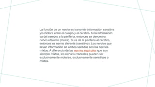 La función de un nervio es transmitir información sensitiva
y/o motora entre el cuerpo y el cerebro. Si la información
va del cerebro a la periferia, entonces se denomina
nervio eferente (motor). Si va de la periferia al cerebro,
entonces es nervio aferente (sensitivo). Los nervios que
llevan información en ambos sentidos son los nervios
mixtos. A diferencia de los nervios espinales que son
siempre mixtos, los nervios craneales pueden ser
exclusivamente motores, exclusivamente sensitivos o
mixtos.
 