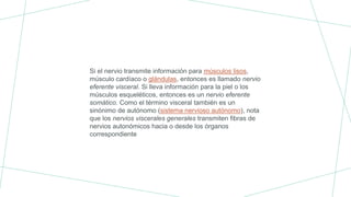 Si el nervio transmite información para músculos lisos,
músculo cardíaco o glándulas, entonces es llamado nervio
eferente visceral. Si lleva información para la piel o los
músculos esqueléticos, entonces es un nervio eferente
somático. Como el término visceral también es un
sinónimo de autónomo (sistema nervioso autónomo), nota
que los nervios viscerales generales transmiten fibras de
nervios autonómicos hacia o desde los órganos
correspondiente
 