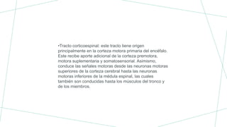 •Tracto corticoespinal: este tracto tiene origen
principalmente en la corteza motora primaria del encéfalo.
Este recibe aporte adicional de la corteza premotora,
motora suplementaria y somatosensorial. Asimismo,
conduce las señales motoras desde las neuronas motoras
superiores de la corteza cerebral hasta las neuronas
motoras inferiores de la médula espinal, las cuales
también son conducidas hasta los músculos del tronco y
de los miembros.
 