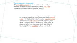 Nervio olfatorio (I par craneal)
El primer (I) par craneal es un nervio aferente somático
especial, que inerva la mucosa olfatoria en la fosa nasal.
Llevando información de los olores al cerebro.
as varias ramas del nervio olfatorio salen de la cavidad
nasal a través de la lámina cribosa del hueso etmoides.
Terminan en el bulbo olfatorio, donde continúa como
el tracto olfatorio. Dentro del cerebro, estas fibras se
dispersan y terminan dentro de la corteza olfatoria
(corteza piriforme, amígdala, corteza entorrinal).
 