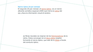 Nervio óptico (II par craneal)
El segundo (II) par craneal, el nervio óptico, es un nervio
aferente somático especial (ASE) que inerva la retina del
ojo y lleva la información visual al cerebro.
as fibras neurales se originan de los fotorreceptores de la
retina. Estos convergen en el disco óptico (papila)
formando el nervio óptico, que sale de la órbita a través
del conducto óptico.
 