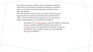 En el piso de la fosa craneal media, la porción nasal de
cada nervio cruza al lado contrario formando el quiasma
óptico. Las fibras nerviosas entonces continúan como
dos vías ópticas.
El II par craneal tampoco tiene su propio núcleo, pero en
lugar de eso sus cuerpos celulares se encuentran en la
retina. El nervio óptico hace sinapsis con los centros de
relevo relacionados con la visión en el cerebro.
Se origina en el mesencéfalo y sale del cráneo a través de
la fisura orbitaria (orbital) superior para entrar en
la órbita donde va a permitir el movimiento del ojo, la
contracción de la pupila (miosis) y la acomodación
del lente (cristalino).
 