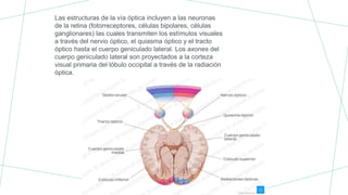 Las estructuras de la vía óptica incluyen a las neuronas
de la retina (fotorreceptores, células bipolares, células
ganglionares) las cuales transmiten los estímulos visuales
a través del nervio óptico, el quiasma óptico y el tracto
óptico hasta el cuerpo geniculado lateral. Los axones del
cuerpo geniculado lateral son proyectados a la corteza
visual primaria del lóbulo occipital a través de la radiación
óptica.
 