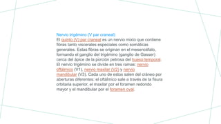 Nervio trigémino (V par craneal)
El quinto (V) par craneal es un nervio mixto que contiene
fibras tanto viscerales especiales como somáticas
generales. Estas fibras se originan en el mesencéfalo,
formando el ganglio del trigémino (ganglio de Gasser)
cerca del ápice de la porción petrosa del hueso temporal.
El nervio trigémino se divide en tres ramas: nervio
oftálmico (V1), nervio maxilar (V2) y nervio
mandibular (V3). Cada uno de estos salen del cráneo por
aberturas diferentes: el oftálmico sale a través de la fisura
orbitaria superior, el maxilar por el foramen redondo
mayor y el mandibular por el foramen oval.
 