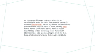 as tres ramas del nervio trigémino proporcionan
sensibilidad a la piel del rostro. Las áreas de inervación
cutánea (dermatomas) son las siguientes: nervio oftálmico
(dermatoma de V1) que inerva la frente, órbita y nariz;
nervio maxilar (dermatoma de V2) inerva la región
cigomática y el labio superior; y nervio mandibular
(dermatoma de V3), que inerva la piel alrededor de la
boca, el labio inferior y la piel de la región mandibular
 