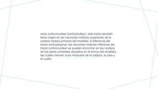 racto corticonuclear (corticobulbar): este tracto también
tiene origen en las neuronas motoras superiores de la
corteza motora primaria del encéfalo. A diferencia del
tracto corticoespinal, las neuronas motoras inferiores del
tracto corticonuclear se pueden encontrar en los núcleos
de los pares craneales ubicados en el tronco del encéfalo,
las cuales inervan a los músculos de la cabeza, la cara y
el cuello.
 