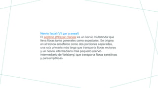 Nervio facial (VII par craneal)
El séptimo (VII) par craneal es un nervio multimodal que
lleva fibras tanto generales como especiales. Se origina
en el tronco encefálico como dos porciones separadas,
una raíz primaria más larga que transporta fibras motoras
y un nervio intermediario más pequeño (nervio
intermediario de Wrisberg) que transporta fibras sensitivas
y parasimpáticas.
 