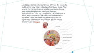 Las dos porciones salen del cráneo a través del conducto
auditivo interno y viajan a través del conducto facial. Aquí
se unen formando el nervio facial propiamente dicho y
salen del cráneo juntos a través del foramen
estilomastoideo. Una vez que el nervio facial alcanza el
rostro, este permite muchas funciones tales como la
expresión facial, secreción de glándulas (como las
lagrimales) y sensación del gusto en los dos tercios
anteriores de la lengua.
 