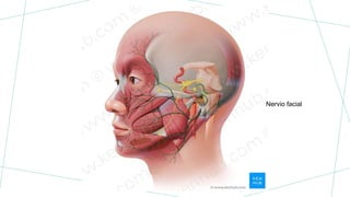 Nervio facial
 