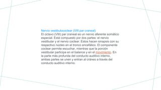 Nervio vestibulococlear (VIII par craneal)
El octavo (VIII) par craneal es un nervio aferente somático
especial. Está compuesto por dos partes: el nervio
vestibular y el nervio coclear. Estos hacen sinapsis con su
respectivo núcleo en el tronco encefálico. El componente
coclear permite escuchar, mientras que la porción
vestibular participa en el balance y en el movimiento. En
la parte más profunda del conducto auditivo interno,
ambas partes se unen y entran al cráneo a través del
conducto auditivo interno.
 