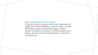 Nervio glosofaríngeo (IX par craneal)
El noveno (IX) par craneal es otro nervio multimodal. Se
origina en el tronco encefálico y sale del cráneo a través
del foramen yugular. Este permite deglutir, salivar y
percibir la sensación de sabor en el tercio posterior de la
lengua, así como las sensaciones general y visceral en
la cavidad oral.
 