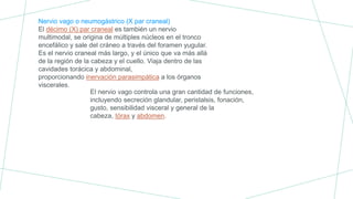 Nervio vago o neumogástrico (X par craneal)
El décimo (X) par craneal es también un nervio
multimodal, se origina de múltiples núcleos en el tronco
encefálico y sale del cráneo a través del foramen yugular.
Es el nervio craneal más largo, y el único que va más allá
de la región de la cabeza y el cuello. Viaja dentro de las
cavidades torácica y abdominal,
proporcionando inervación parasimpática a los órganos
viscerales.
El nervio vago controla una gran cantidad de funciones,
incluyendo secreción glandular, peristalsis, fonación,
gusto, sensibilidad visceral y general de la
cabeza, tórax y abdomen.
 