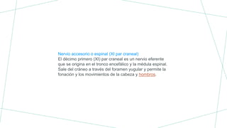 Nervio accesorio o espinal (XI par craneal)
El décimo primero (XI) par craneal es un nervio eferente
que se origina en el tronco encefálico y la médula espinal.
Sale del cráneo a través del foramen yugular y permite la
fonación y los movimientos de la cabeza y hombros.
 