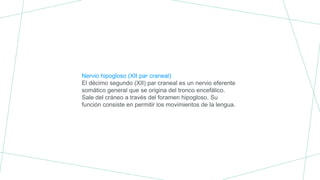 Nervio hipogloso (XII par craneal)
El décimo segundo (XII) par craneal es un nervio eferente
somático general que se origina del tronco encefálico.
Sale del cráneo a través del foramen hipogloso. Su
función consiste en permitir los movimientos de la lengua.
 