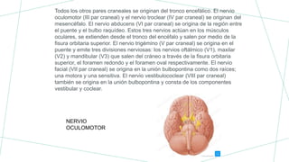 Todos los otros pares craneales se originan del tronco encefálico. El nervio
oculomotor (III par craneal) y el nervio troclear (IV par craneal) se originan del
mesencéfalo. El nervio abducens (VI par craneal) se origina de la región entre
el puente y el bulbo raquídeo. Estos tres nervios actúan en los músculos
oculares, se extienden desde el tronco del encéfalo y salen por medio de la
fisura orbitaria superior. El nervio trigémino (V par craneal) se origina en el
puente y emite tres divisiones nerviosas: los nervios oftálmico (V1), maxilar
(V2) y mandibular (V3) que salen del cráneo a través de la fisura orbitaria
superior, el foramen redondo y el foramen oval respectivamente. El nervio
facial (VII par craneal) se origina en la unión bulbopontina como dos raíces;
una motora y una sensitiva. El nervio vestibulococlear (VIII par craneal)
también se origina en la unión bulbopontina y consta de los componentes
vestibular y coclear.
NERVIO
OCULOMOTOR
 