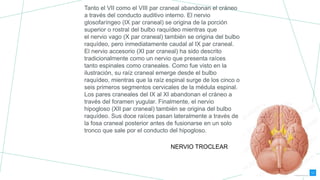 Tanto el VII como el VIII par craneal abandonan el cráneo
a través del conducto auditivo interno. El nervio
glosofaríngeo (IX par craneal) se origina de la porción
superior o rostral del bulbo raquídeo mientras que
el nervio vago (X par craneal) también se origina del bulbo
raquídeo, pero inmediatamente caudal al IX par craneal.
El nervio accesorio (XI par craneal) ha sido descrito
tradicionalmente como un nervio que presenta raíces
tanto espinales como craneales. Como fue visto en la
ilustración, su raíz craneal emerge desde el bulbo
raquídeo, mientras que la raíz espinal surge de los cinco o
seis primeros segmentos cervicales de la médula espinal.
Los pares craneales del IX al XI abandonan el cráneo a
través del foramen yugular. Finalmente, el nervio
hipogloso (XII par craneal) también se origina del bulbo
raquídeo. Sus doce raíces pasan lateralmente a través de
la fosa craneal posterior antes de fusionarse en un solo
tronco que sale por el conducto del hipogloso.
NERVIO TROCLEAR
 