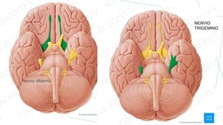 Nervio olfatorio
NERVIO
TRIGEMINO
 