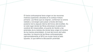 El tracto corticoespinal tiene origen en las neuronas
motoras superiores ubicadas en la corteza motora
primaria. Las fibras que se originan, conforman la corona
radiada y convergen para pasar a través del brazo
posterior de la cápsula interna del tronco del encéfalo. Es
en este lugar donde las fibras atraviesan el pedúnculo
cerebral del mesencéfalo, el puente de Varolio y las
pirámides de la médula (de donde tiene origen el nombre
de los tractos piramidales). A nivel del tronco del bulbo
raquídeo, la mayoría de las fibras corticoespinales
(aproximadamente el 90%) se cruzan hacia el lado
opuesto, lo que define la decusación piramidal.
 