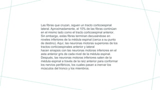 Las fibras que cruzan, siguen un tracto corticoespinal
lateral. Aproximadamente, el 10% de las fibras continúan
en el mismo lado como el tracto corticoespinal anterior.
Sin embargo, estas fibras terminan decusándose en
niveles inferiores de la médula espinal (cerca a su punto
de destino). Aquí, las neuronas motoras superiores de los
tractos corticoespinales anterior y lateral
hacen sinapsis con las neuronas motoras inferiores en el
asta anterior gris de cada nivel de la médula espinal.
Después, las neuronas motoras inferiores salen de la
médula espinal a través de la raíz anterior para conformar
los nervios periféricos, los cuales pasan a inervar los
músculos del tronco y los miembros.
 