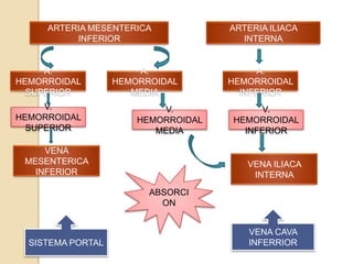 El recto constituye la porción final del intestino grueso. Se une al colón sigmoideo, recorre 12 cm aprox. Antes de entrar en el canal anal.Este mide entre 3 a 5 cm de longitud, se identifica por la presencia de los dos esfínteres anales, que sustituyen a las capas musculares del recto.La ampolla rectal no suele contener heces, pero si, un pequeño volumen de 1 a 3 ml, de un líquido acuoso  y viscoso por la presencia de mucina.