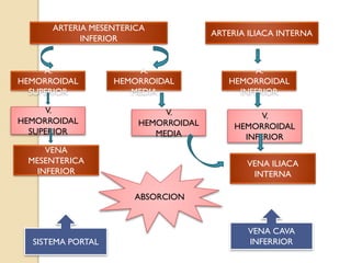 ARTERIA MESENTERICA
INFERIOR
ARTERIA ILIACA INTERNA
A.
HEMORROIDAL
SUPERIOR
A.
HEMORROIDAL
MEDIA
A.
HEMORROIDAL
INFERIOR
V.
HEMORROIDAL
SUPERIOR
V.
HEMORROIDAL
MEDIA
V.
HEMORROIDAL
INFERIOR
VENA
MESENTERICA
INFERIOR
VENA ILIACA
INTERNA
SISTEMA PORTAL
VENA CAVA
INFERRIOR
ABSORCION
 