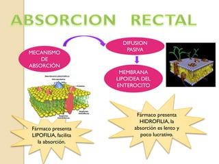 MECANISMO
DE
ABSORCIÓN
DIFUSION
PASIVA
MEMBRANA
LIPOIDEA DEL
ENTEROCITO
Fármaco presenta
LIPOFILIA, facilita
la absorción.
Fármaco presenta
HIDROFILIA, la
absorción es lento y
poco lucrativo.
 