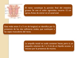 El recto constituye la porción final del intestino
grueso. Se une al colón sigmoideo, recorre 12 cm
aprox.Antes de entrar en el canal anal.
Este mide entre 3 a 5 cm de longitud, se identifica por la
presencia de los dos esfínteres anales, que sustituyen a
las capas musculares del recto.
La ampolla rectal no suele contener heces, pero si, un
pequeño volumen de 1 a 3 ml, de un líquido acuoso y
viscoso por la presencia de mucina.
 