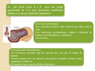 Su pH oscila entre 6 y 8 (con una media
aproximada de 7.3), pero fácilmente modificable
debido a su escasa capacidad reguladora.
En el recto se distingue:
La muscularis externa: capa continua que cubre toda la
zona.
La submucosa: profusamente irrigada e infiltrada de
células como fibroblastos y linfocitos.
La mucosa.
La mucosa está constituida por:
La muscularis mucosae: capa de músculo laxo de unas 10 células de
espesor.
Lamina propia: sirve de soporte estructural al epitelio, contiene vasos
sanguíneos y linfáticos.
El epitelio: mono capa de células columnares.
 
