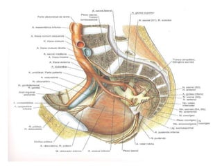 ABORDAGEM ILIOINGUINAL
 