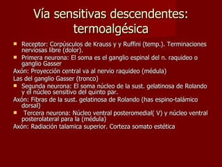 Vía sensitivas descendentes: termoalgésica Receptor: Corpúsculos de Krauss y y Ruffini (temp.). Terminaciones nerviosas libre (dolor).  Primera neurona: El soma es el ganglio espinal del n. raquideo o ganglio Gasser Axón: Proyección central va al nervio raquideo (médula) Las del ganglio Gasser (tronco) Segunda neurona: El soma núcleo de la sust. gelatinosa de Rolando y el núcleo sensitivo del quinto par. Axón: Fibras de la sust. gelatinosa de Rolando (has espino-talámico dorsal) Tercera neurona: Núcleo ventral posteromedial( V) y núcleo ventral posterolateral para la (médula) Axón: Radiación talamica superior. Corteza somato estética 