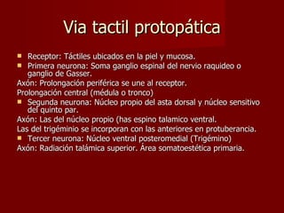 Via tactil protopática Receptor: Táctiles ubicados en la piel y mucosa. Primera neurona: Soma ganglio espinal del nervio raquideo o ganglio de Gasser. Axón: Prolongación periférica se une al receptor. Prolongación central (médula o tronco) Segunda neurona: Núcleo propio del asta dorsal y núcleo sensitivo del quinto par. Axón: Las del núcleo propio (has espino talamico ventral. Las del trigéminio se incorporan con las anteriores en protuberancia.  Tercer neurona: Núcleo ventral posteromedial (Trigémino) Axón: Radiación talámica superior. Área somatoestética primaria. 