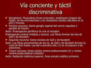 Vía conciente y táctil discriminativa Receptores: Musculares (huso muscular), tendinosos (órgano de Golgi), de las articulaciones y de receptores táctiles ubicados en la piel y mucosa.  Primera neurona: Soma ganglio espinal del nervio raquídeo o ganglio de Gasser. Axón: Prolongación periférica se une al receptor. Prolongación central (médula y tronco) .Las fibras forman los has de Goll y de Burdach. Segunda neurona: Soma núcleos de Goll y de Burdach. Axón: Las fibras provenientes de los ns. de Goll y de Burdach forman la cinta de Reil media. Las del n.sencitivo deL (v) se incorporan a las anteriores. Tercer neurona: Soma núcleo ventral posteromedial (V) y núcleo ventral posterolateral (médula) Axón: Radiación talámica superior. Área somato estética primaria. 