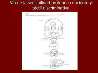Vía de la sensibilidad profunda conciente y táctil discriminativa 