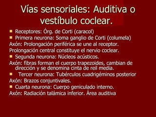 Vías sensoriales: Auditiva o vestíbulo coclear.  Receptores: Órg. de Corti (caracol) Primera neurona: Soma ganglio de Corti (columela) Axón: Prolongación periférica se une al receptor. Prolongación central constituye el nervio coclear. Segunda neurona: Núcleos acústicos. Axón: fibras forman el cuerpo trapezoides, cambian de dirección y se denomina cinta de reil media. Tercer neurona: Tubérculos cuadrigéminos posterior Axón: Brazos conjuntivales. Cuarta neurona: Cuerpo geniculado interno. Axón: Radiación talámica inferior. Área auditiva  